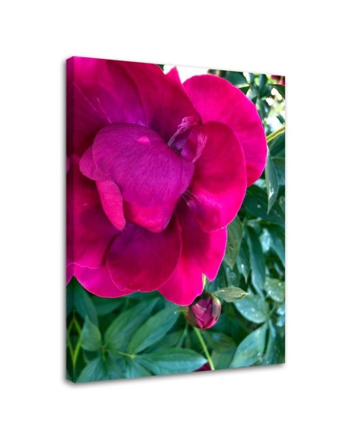 Canvas print - Macro flower. High quality  | FEEBY