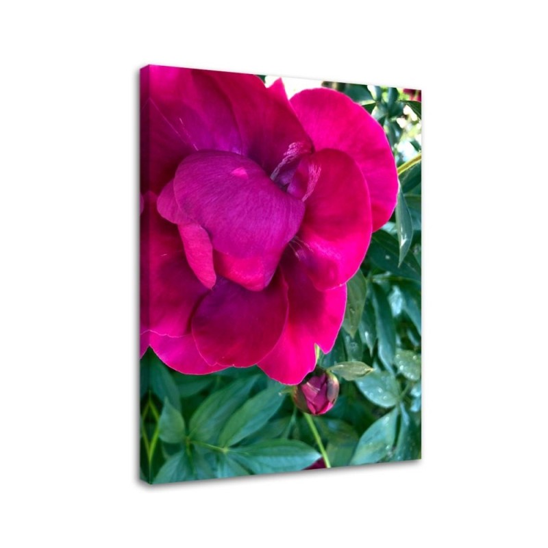Canvas print - Macro flower. High quality  | FEEBY