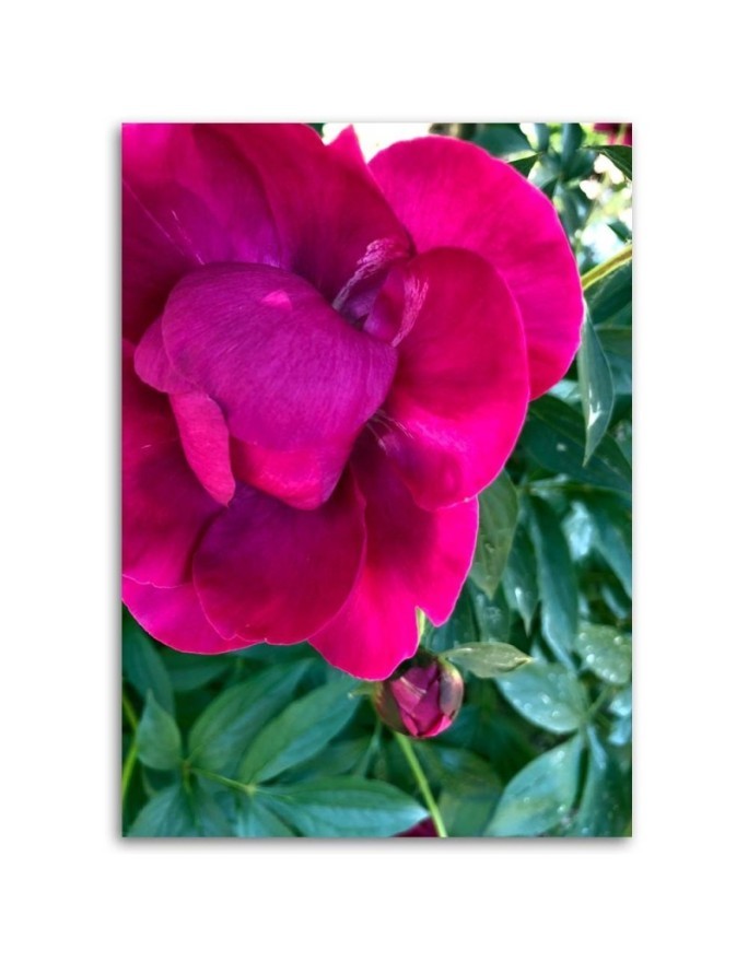 Canvas print - Macro flower. High quality  | FEEBY