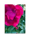 Canvas print - Macro flower. High quality  | FEEBY