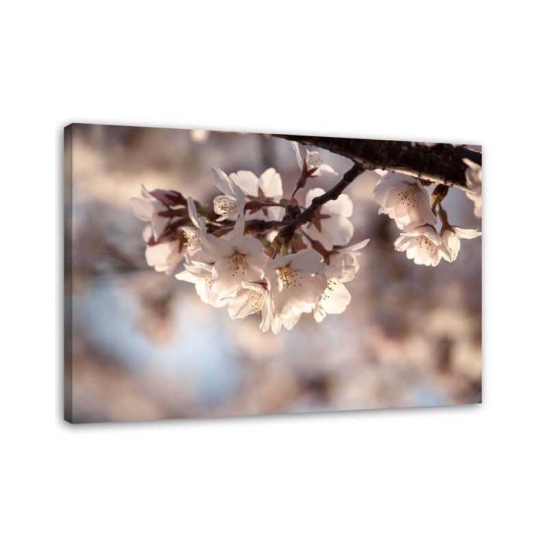 Modern Canvas painting for living room - Cherry blossom nature | FEEBY