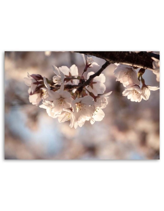 Modern Canvas painting for living room - Cherry blossom nature | FEEBY