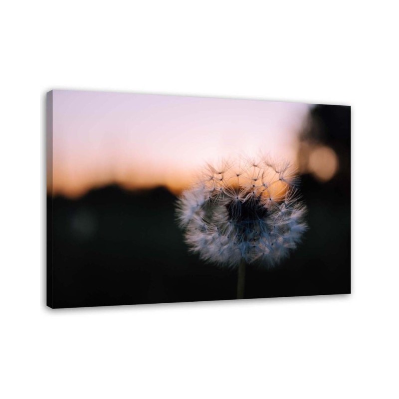 Canvas prints for living room - Dandelion flower and sunset | FEEBY