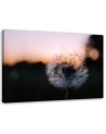 Canvas prints for living room - Dandelion flower and sunset | FEEBY