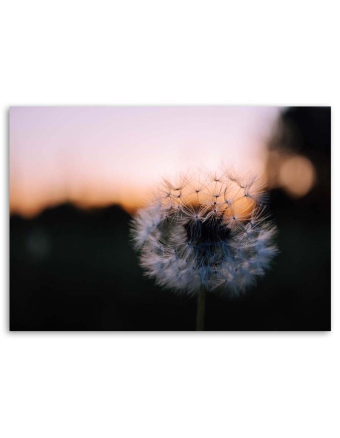 Canvas prints for living room - Dandelion flower and sunset | FEEBY
