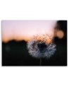 Canvas prints for living room - Dandelion flower and sunset | FEEBY