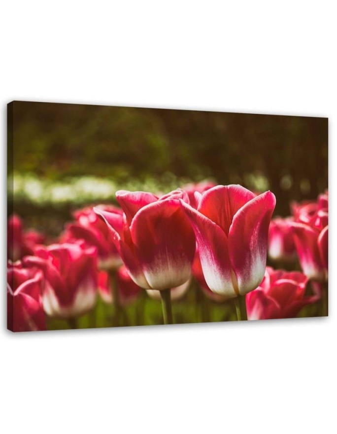 Blooming tulips flowers - Canvas prints for living room | FEEBY