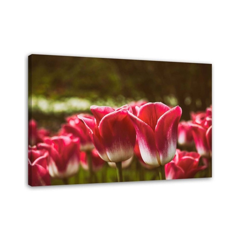 Blooming tulips flowers - Canvas prints for living room | FEEBY