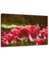 Blooming tulips flowers - Canvas prints for living room | FEEBY