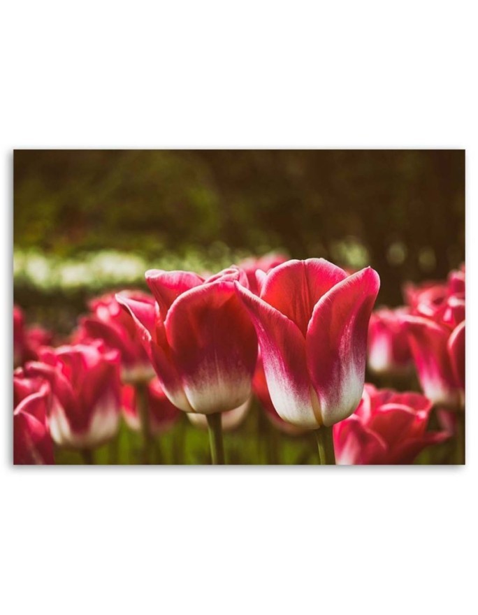 Blooming tulips flowers - Canvas prints for living room | FEEBY