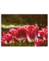Blooming tulips flowers - Canvas prints for living room | FEEBY