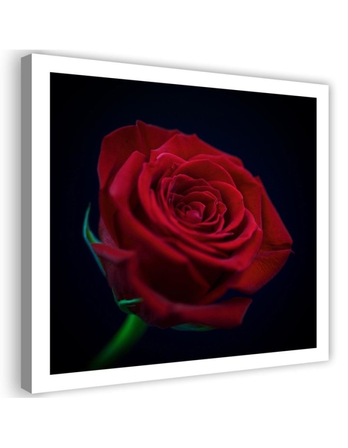 Canvas print Red rose in...