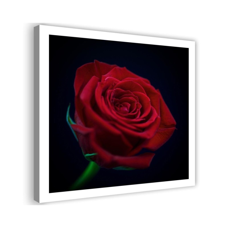 Red rose flower nature - Canvas painting | FEEBY