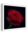 Red rose flower nature - Canvas painting | FEEBY