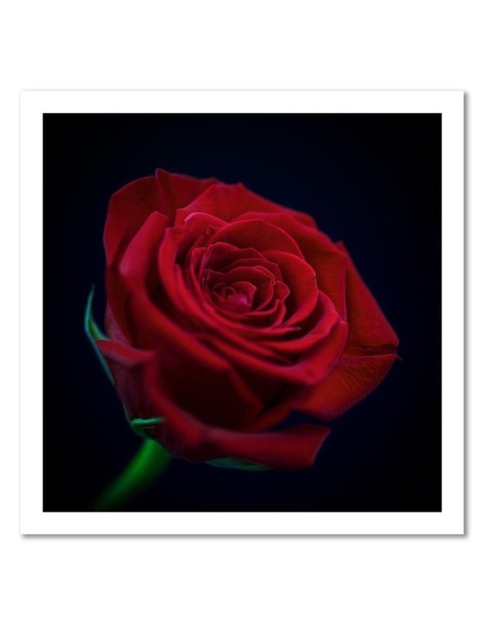 Red rose flower nature - Canvas painting | FEEBY