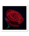 Red rose flower nature - Canvas painting | FEEBY