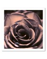 Water drops on a rose - Modern bedroom Canvas painting | FEEBY