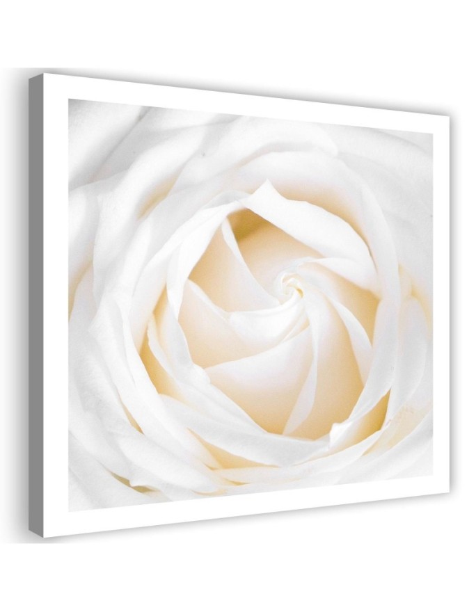 Canvas print Delicate Rose
