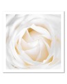 Delicate cream rose - Canvas painting for living room | FEEBY