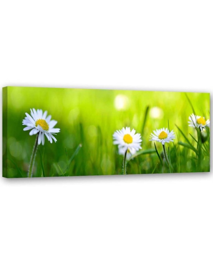 Daisy flowers nature - Canvas print | FEEBY