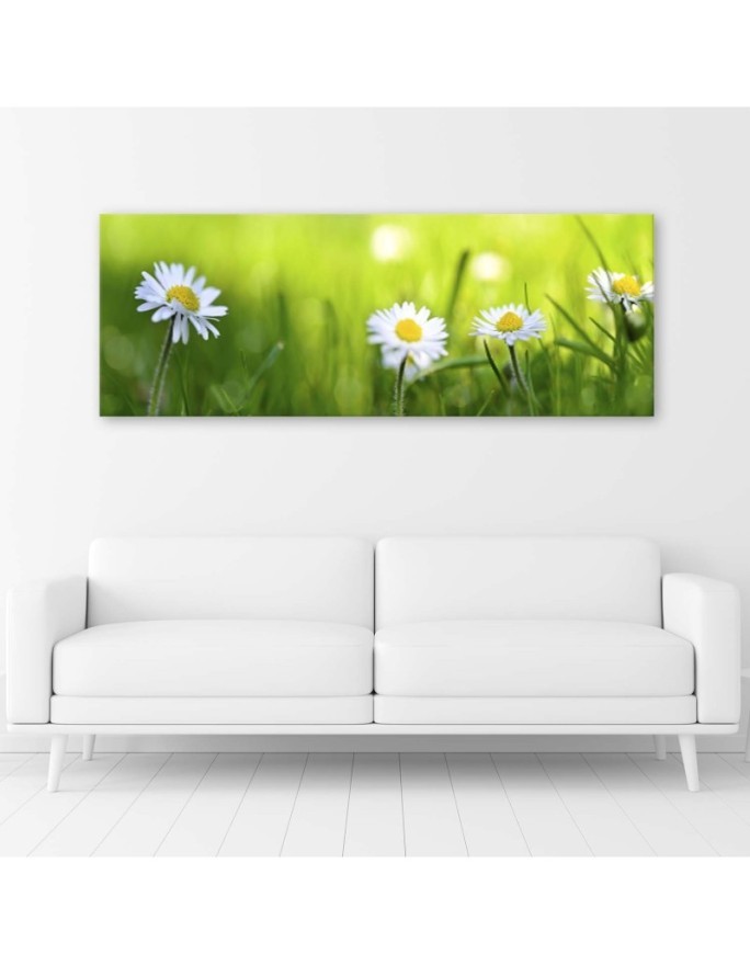 Daisy flowers nature - Canvas print | FEEBY