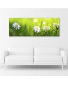 Daisy flowers nature - Canvas print | FEEBY