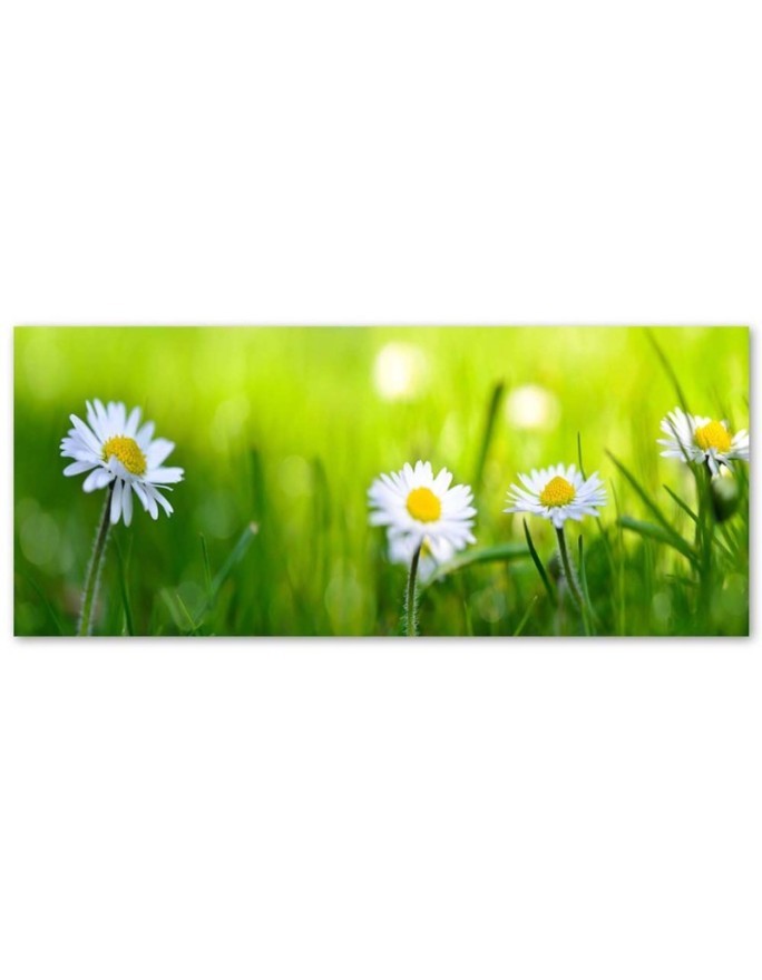 Daisy flowers nature - Canvas print | FEEBY