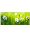 Daisy flowers nature - Canvas print | FEEBY