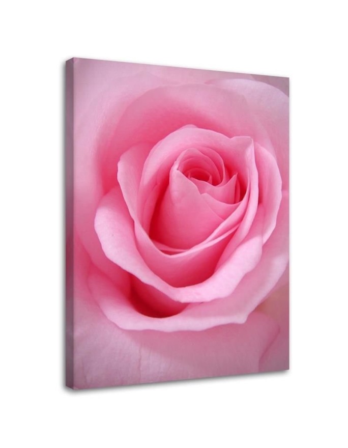 Rose flower nature - Picture for the living room | FEEBY