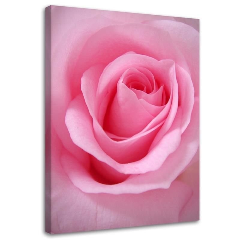 Rose flower nature - Picture for the living room | FEEBY