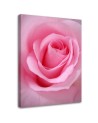 Rose flower nature - Picture for the living room | FEEBY