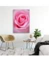 Rose flower nature - Picture for the living room | FEEBY