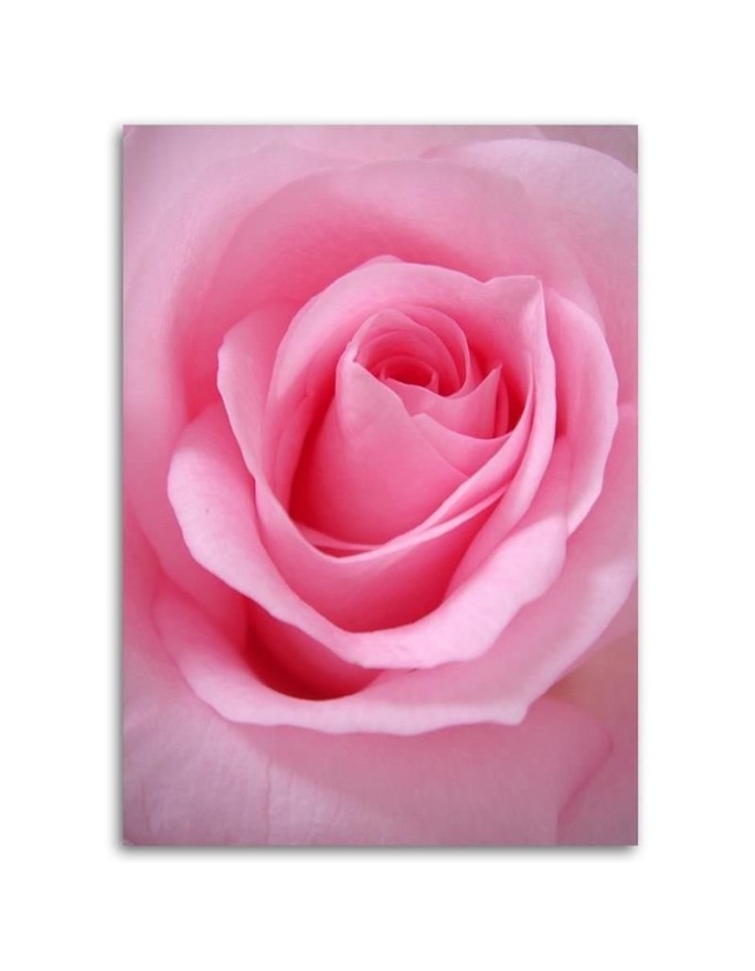 Rose flower nature - Picture for the living room | FEEBY