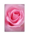 Rose flower nature - Picture for the living room | FEEBY