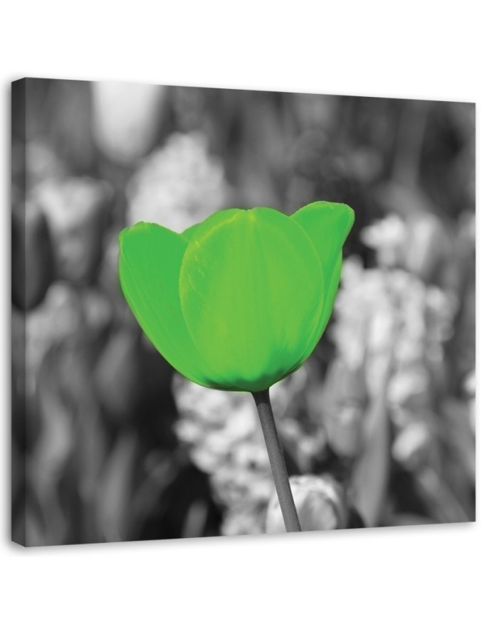 Canvas print modern - Green tulips in a meadow | FEEBY