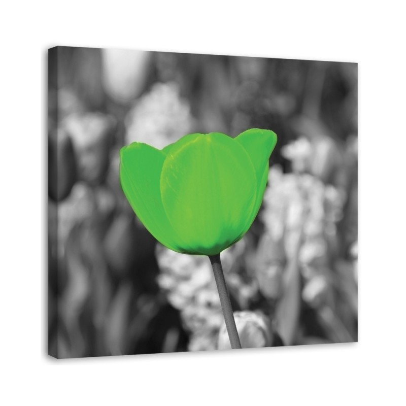 Canvas print modern - Green tulips in a meadow | FEEBY