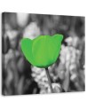 Canvas print modern - Green tulips in a meadow | FEEBY