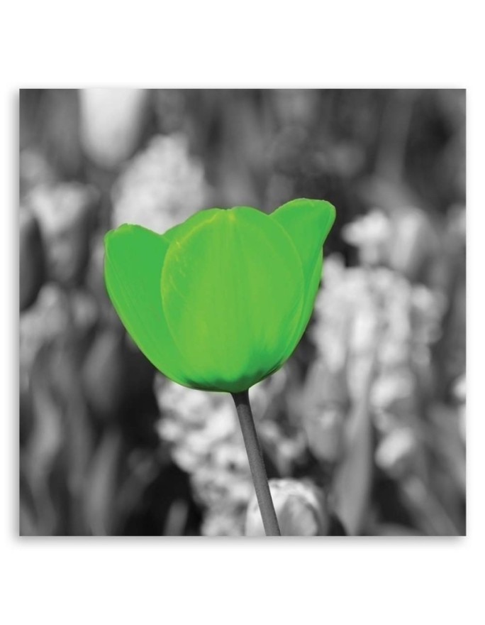 Canvas print modern - Green tulips in a meadow | FEEBY