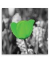 Canvas print modern - Green tulips in a meadow | FEEBY