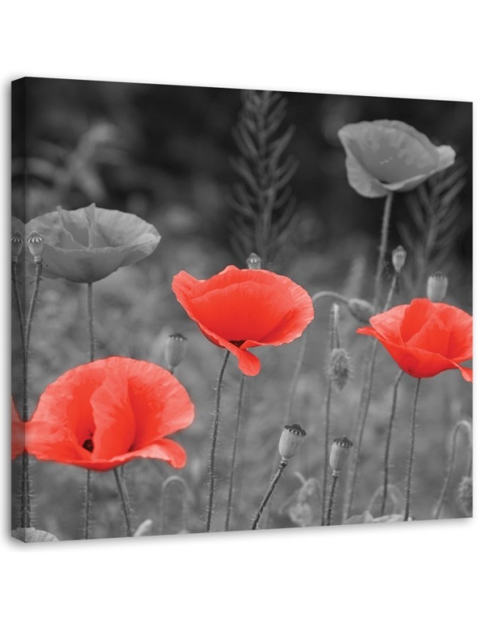 Canvas prints for living room - Field poppies | FEEBY