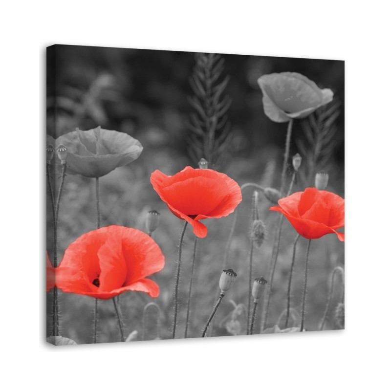 Canvas prints for living room - Field poppies | FEEBY