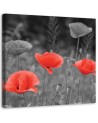 Canvas prints for living room - Field poppies | FEEBY