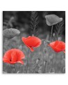 Canvas prints for living room - Field poppies | FEEBY