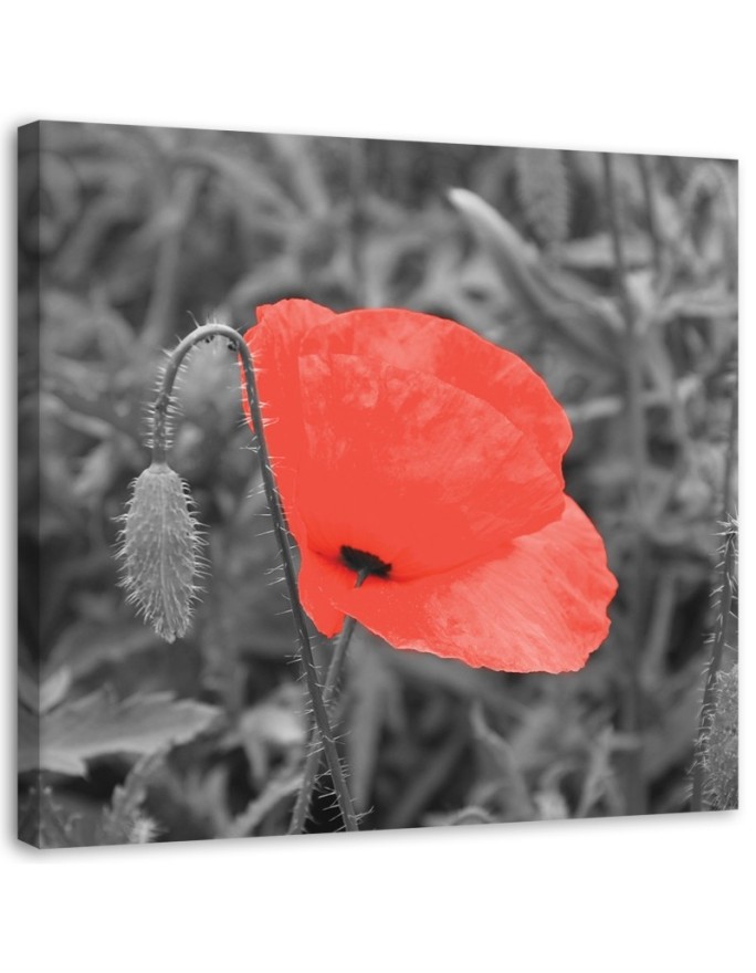 Canvas print Red poppies in...