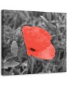 Canvas prints for living room - Red poppy flowers nature | FEEBY