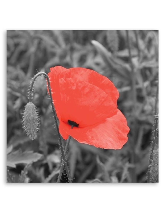 Canvas prints for living room - Red poppy flowers nature | FEEBY