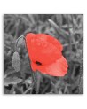 Canvas prints for living room - Red poppy flowers nature | FEEBY