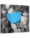Canvas print modern - Blue tulip | FEEBY