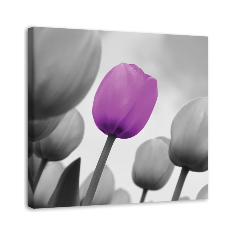 Purple tulip in grey - Canvas prints for living room | FEEBY