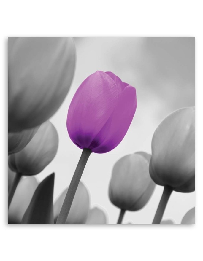 Purple tulip in grey - Canvas prints for living room | FEEBY